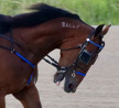 Prince Hal Hanover