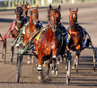 Fantasy Stable