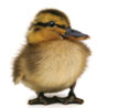uglyduck.jpg