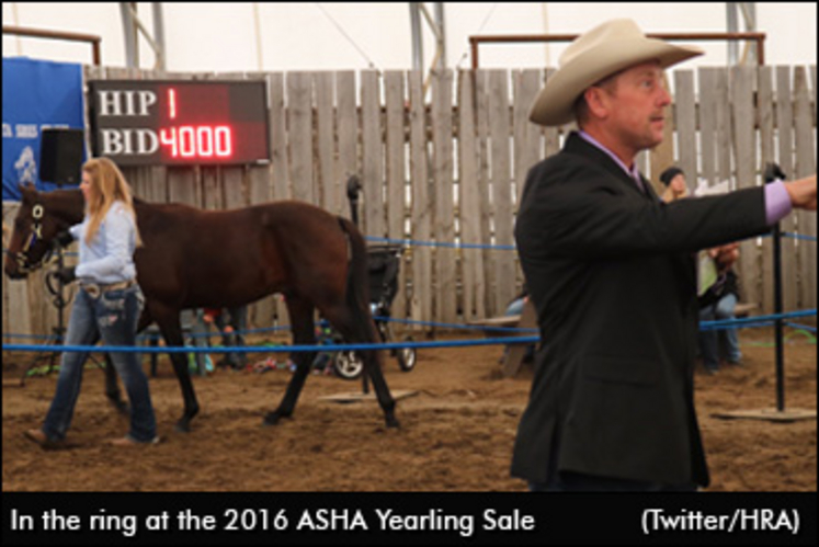 2016-asha-yearling-sale-370.jpg