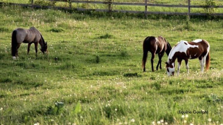 Horses grazing in a field