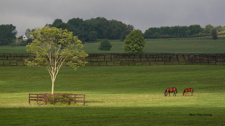 A view of Blue Chip Farms