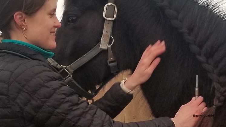 A horse receiving a vaccination from a veterinarian