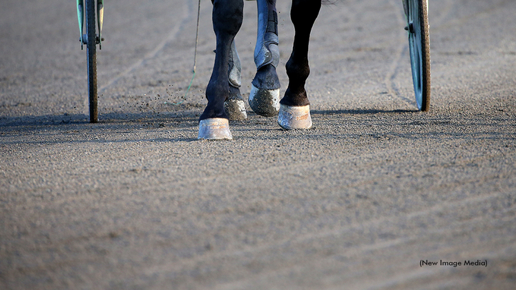 Standardbred hooves