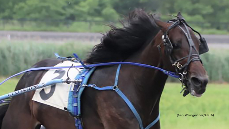 Nicholas Blue Chip qualifying at Gaitway Farm