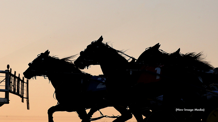 Horse racing, horses heading behind the starting gate