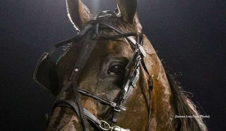 Bulldog Hanover at The Meadowlands