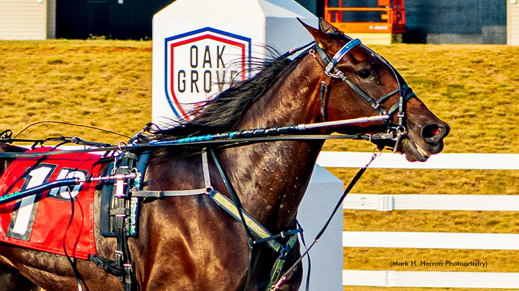 Harness racing at Oak Grove