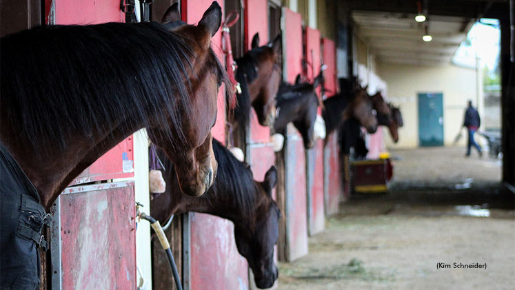 A view of horses in the barn area at Cal Expo
