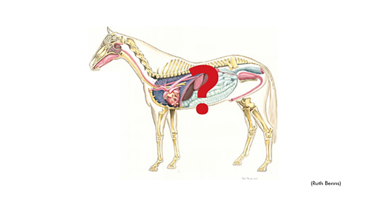 A drawing of the anatomy of a horse