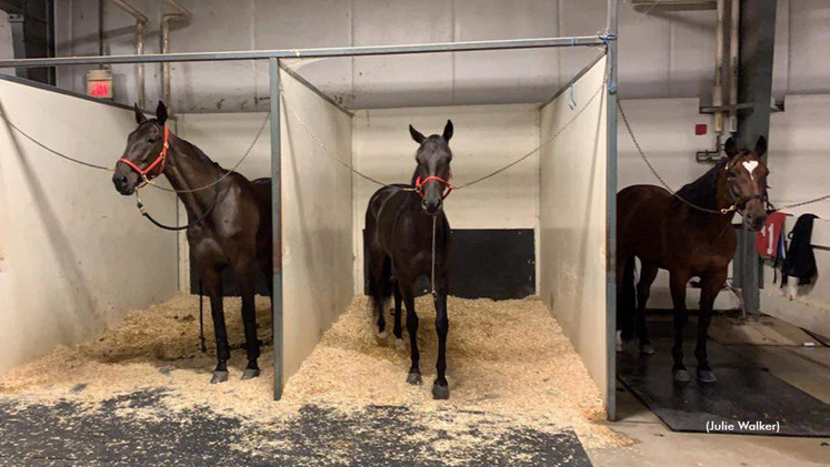 Weatherly (left) in the Julie Walker stable