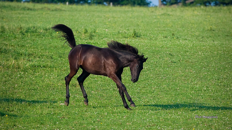 A horse in a field