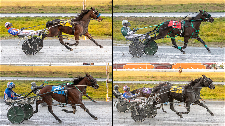 2022 B.C. Breeders Stakes champions, clockwise from top left, Side Piece, Mickie Mantle, Shoot The Whiskey and Joe Dimagio