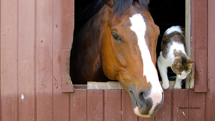 A horse and cat looking out the window of a barn