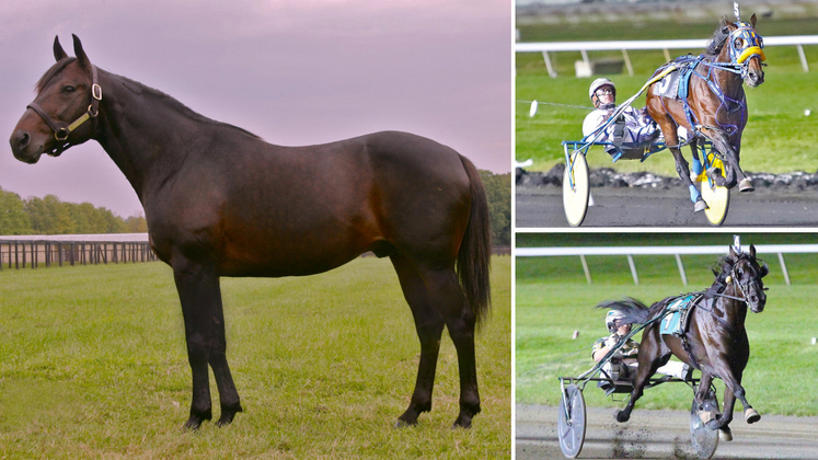 Yankee Glide, McWicked and Hannelore Hanover