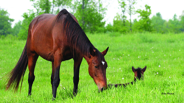 A mare and foal in the field