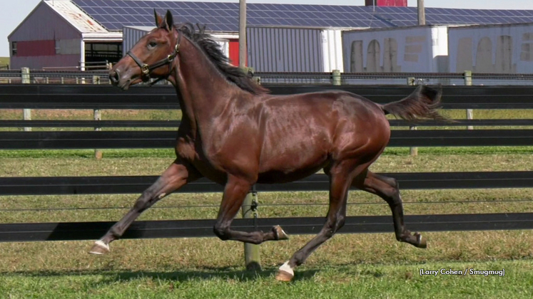 Joemikiyoursofine in his yearling video