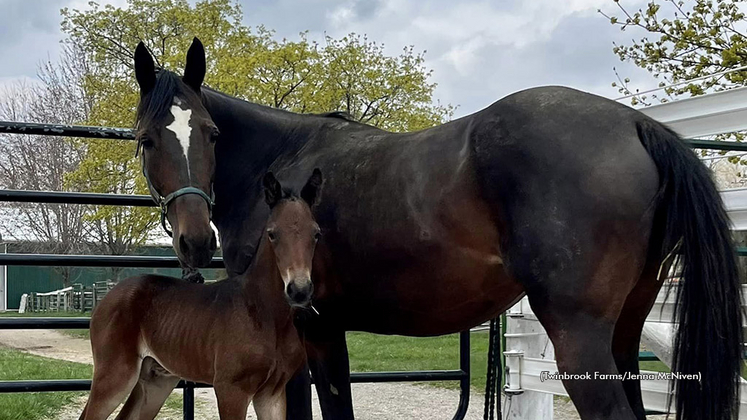 A mare and foal at Twinbrook Farms