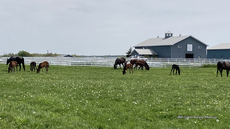 Standardbred mares and foals at Tom Rankin's farm
