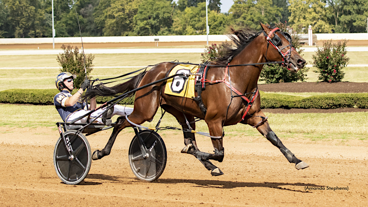 Sylvia Hanover Standardbred Canada