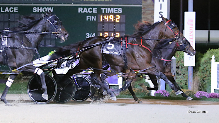 Sylvia Hanover Standardbred Canada