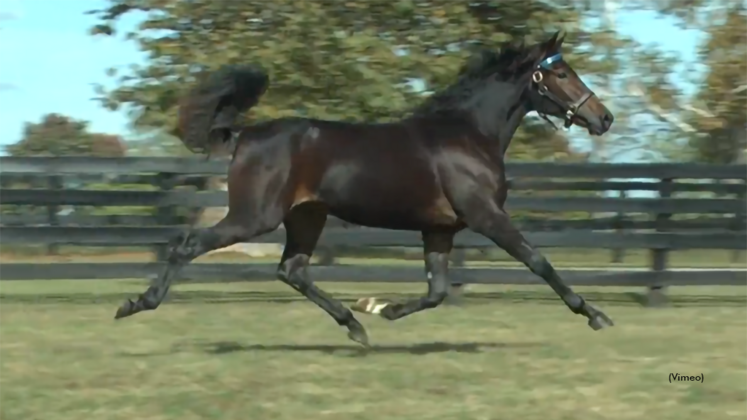 Elfin as a yearling