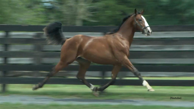 Glowing Lou as a yearling