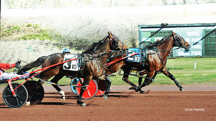 Stuck In My Spanks  Standardbred Canada