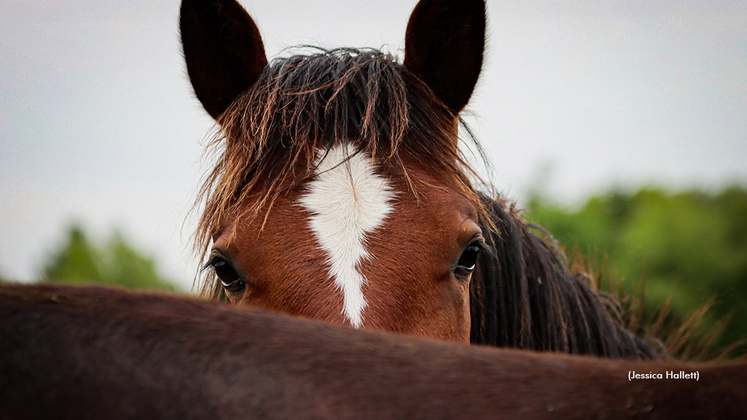 Standardbred mare and foal