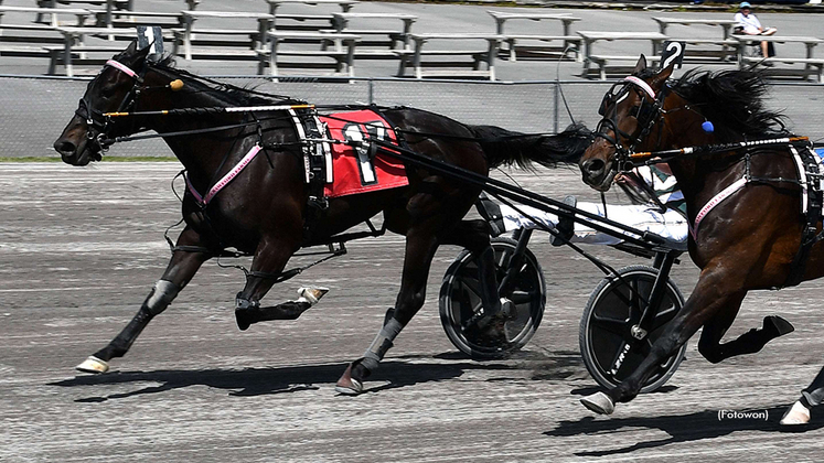 Honeys Sweet winning at Vernon Downs