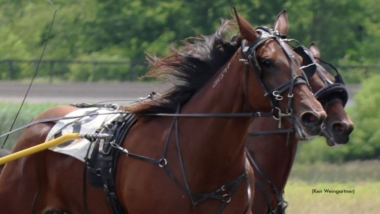 Shes A Streaker winning a two-year-old qualifier at Gaitway Farm