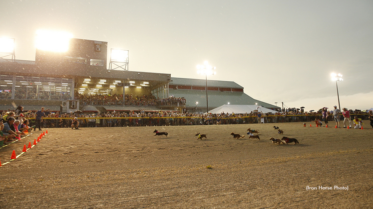 Wiener Dog Races at Grand River Raceway