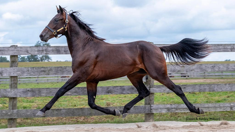 D A Boadacious as a yearling