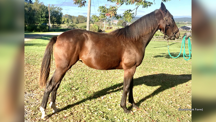 Saulsbrook Rolo as a yearling