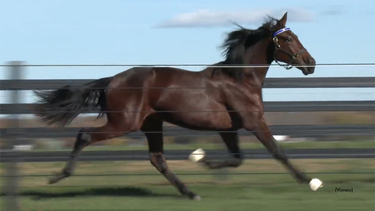Bluebird Vapor as a yearling