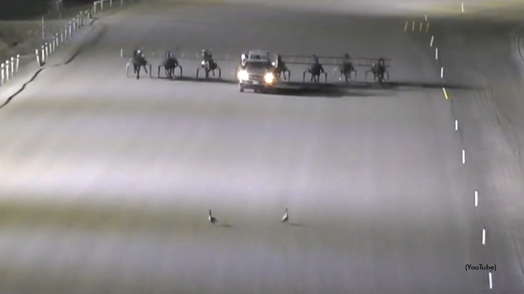 Geese on the track at Flamboro Downs