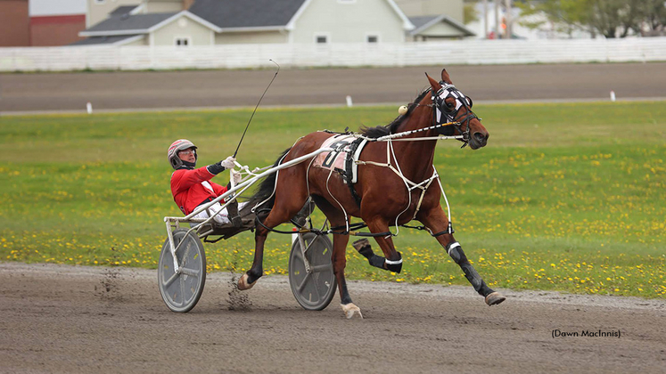 Like A King winning at Summerside Raceway