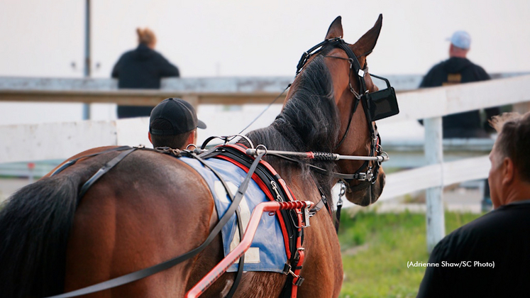 A horse heading onto the track at Flamboro Downs