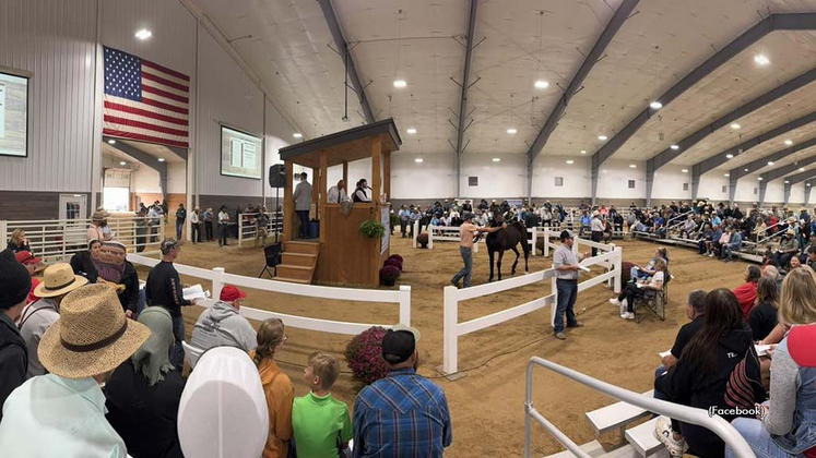 A view of the sales ring at the 2025 Heartland Standardbred Sale
