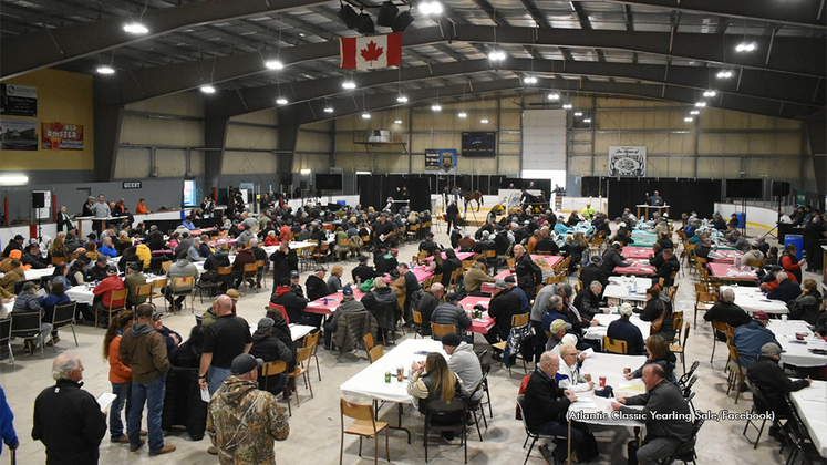 A view of the 2024 Atlantic Classic Yearling Sale underway