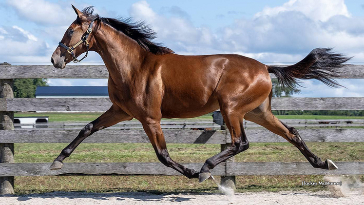 Roca as a yearling