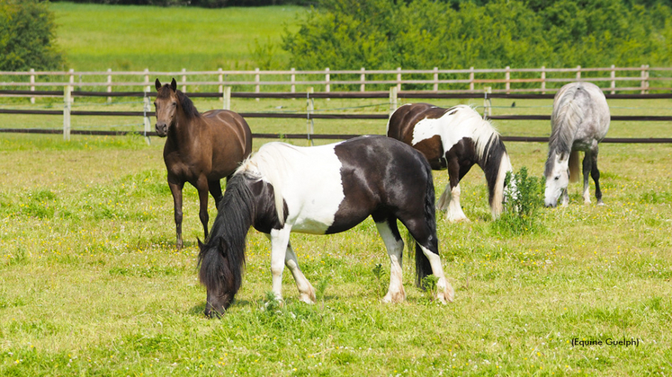 A file photo of horses grazing