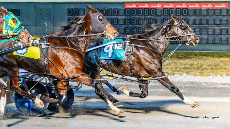 Muskateer Hanover