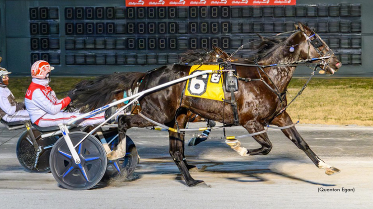 Muskateer Hanover