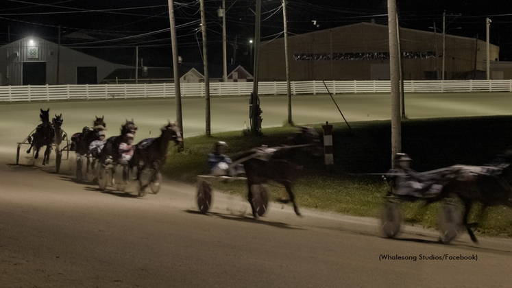 Harness racing featured on Creatures
