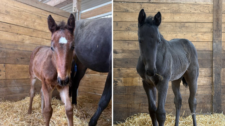 Silver Label's colt by Always B Miki (left) and Prohibition Legal's colt by Sweet Lou (right)
