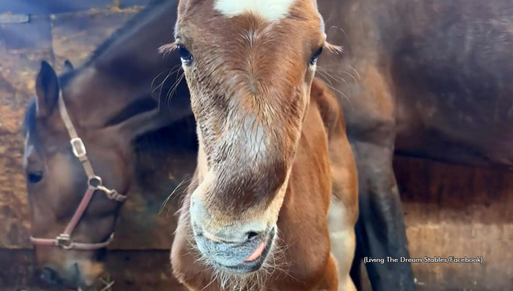 A Somewhere Fancy-Lady Willa colt with wry nose