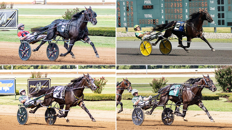 Burke's four horses in the North America Cup spring book