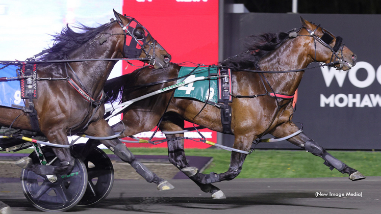 Calicojack Hanover