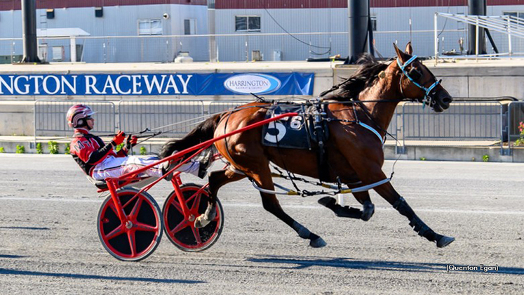 Stevie Hanover